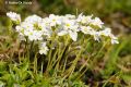 Androsace obtusifolia